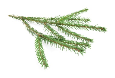 Branches of fir tree on white background