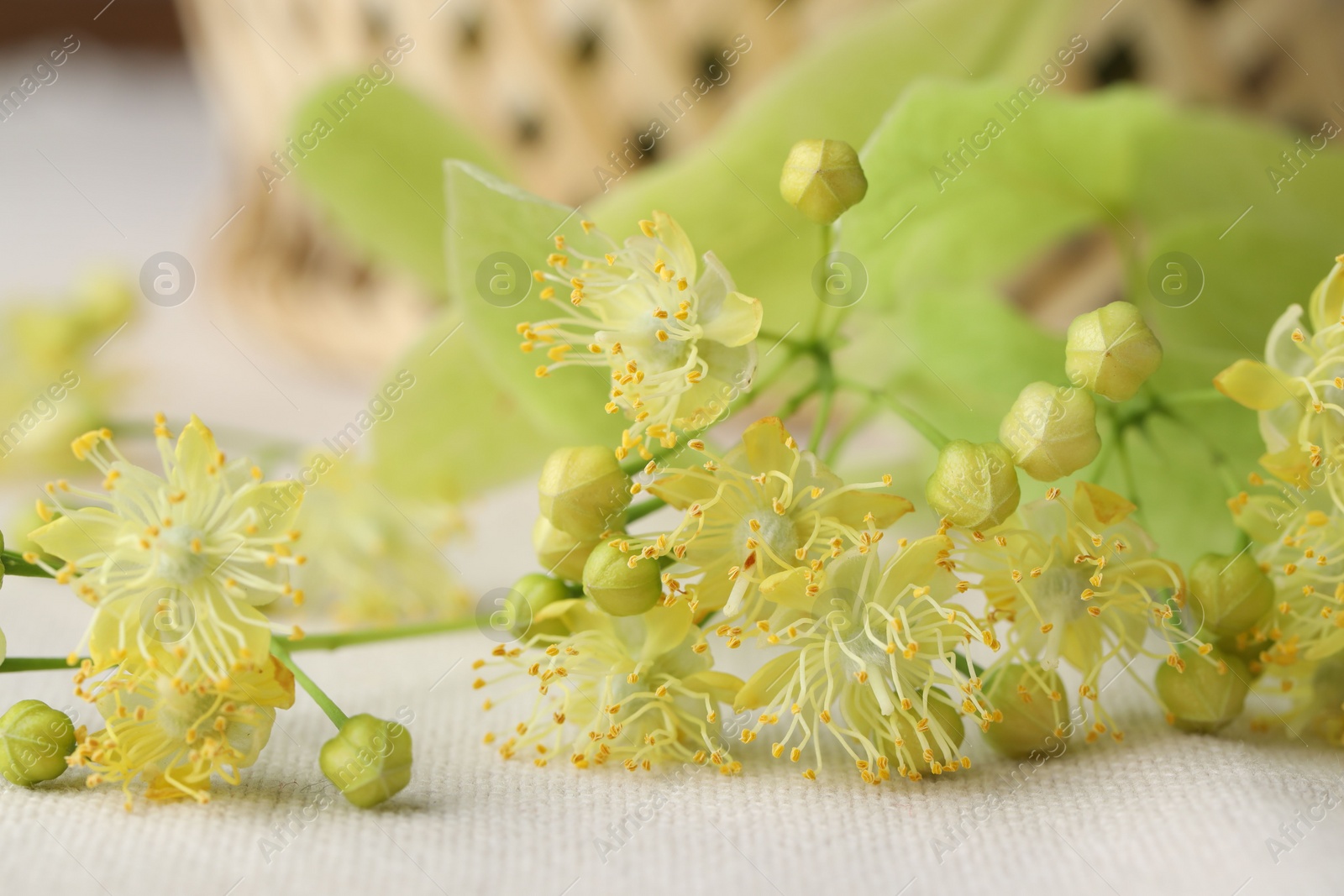 Photo of Fresh linden leaves and flowers on white cloth, closeup