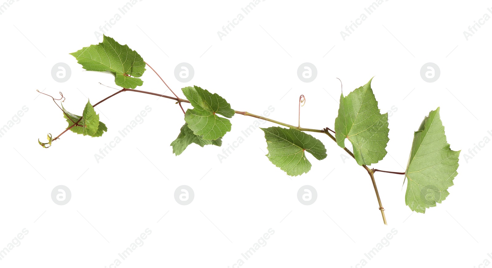 Photo of Fresh grapevine with leaves isolated on white