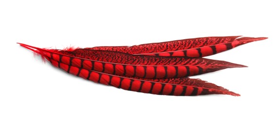 Beautiful red bird feathers on white background, top view