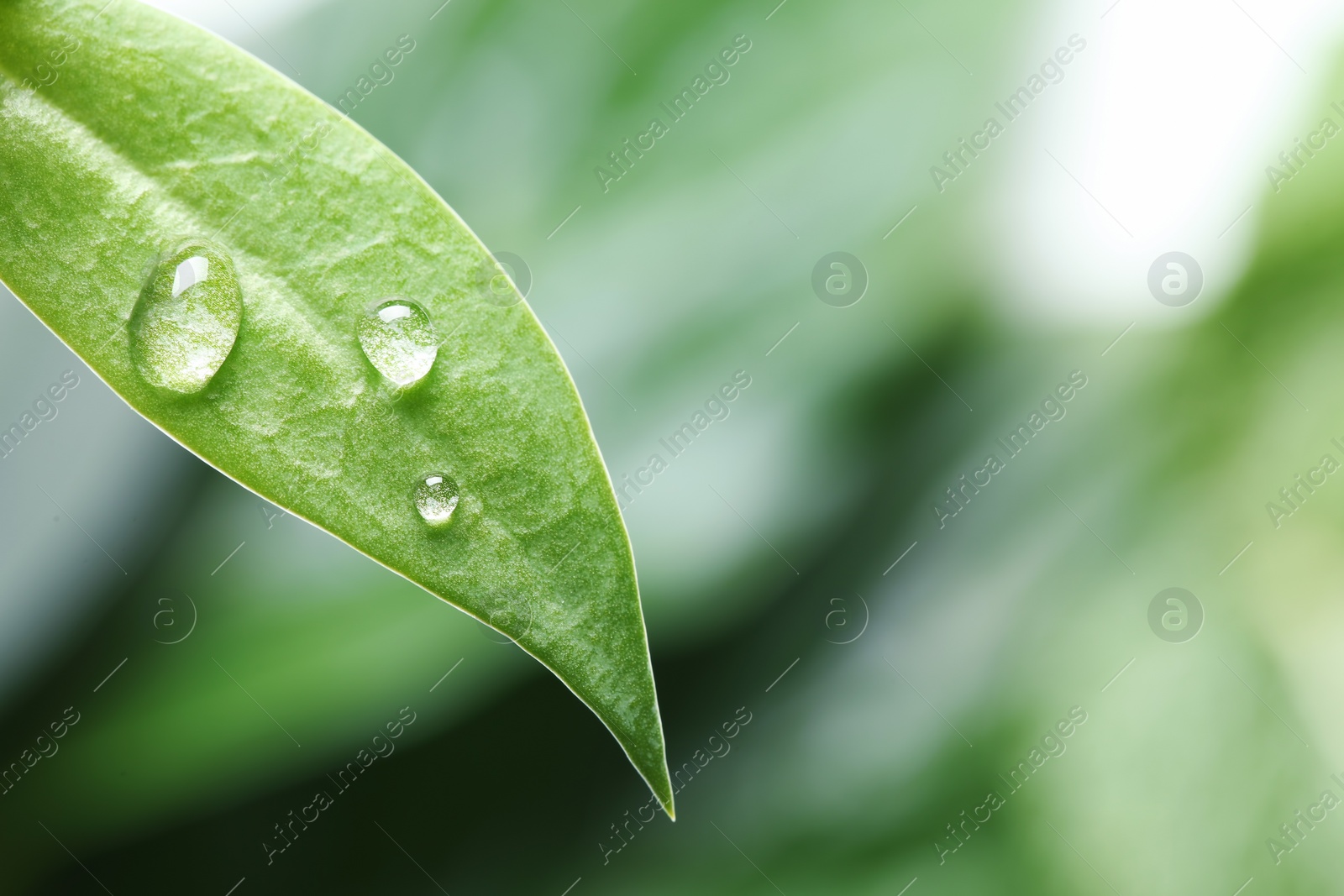 Photo of Water drops on green leaf against blurred background