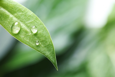 Water drops on green leaf against blurred background