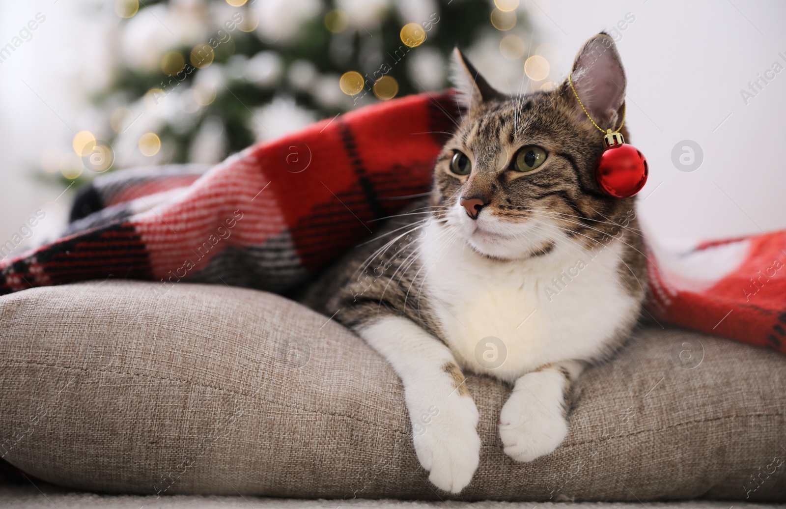 Photo of Cute cat with Christmas ball under plaid at home