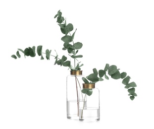 Photo of Vases with beautiful eucalyptus branches on white background