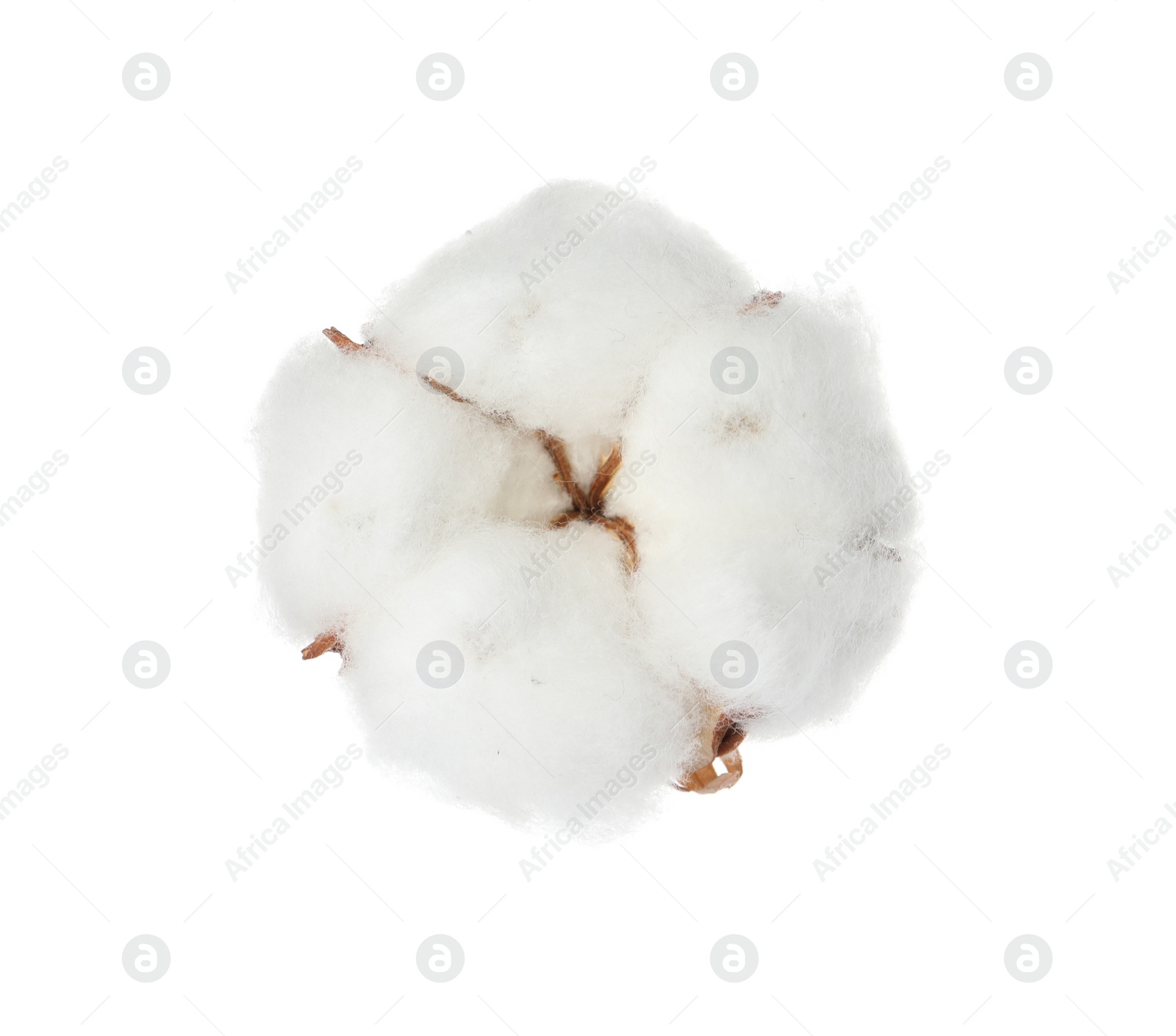 Photo of Beautiful fluffy cotton flower isolated on white