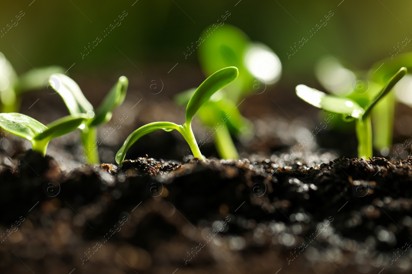 Photo of Little green seedlings growing in soil, closeup