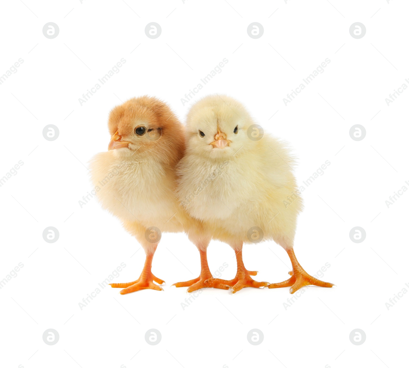 Photo of Cute chicks isolated on white. Baby animals