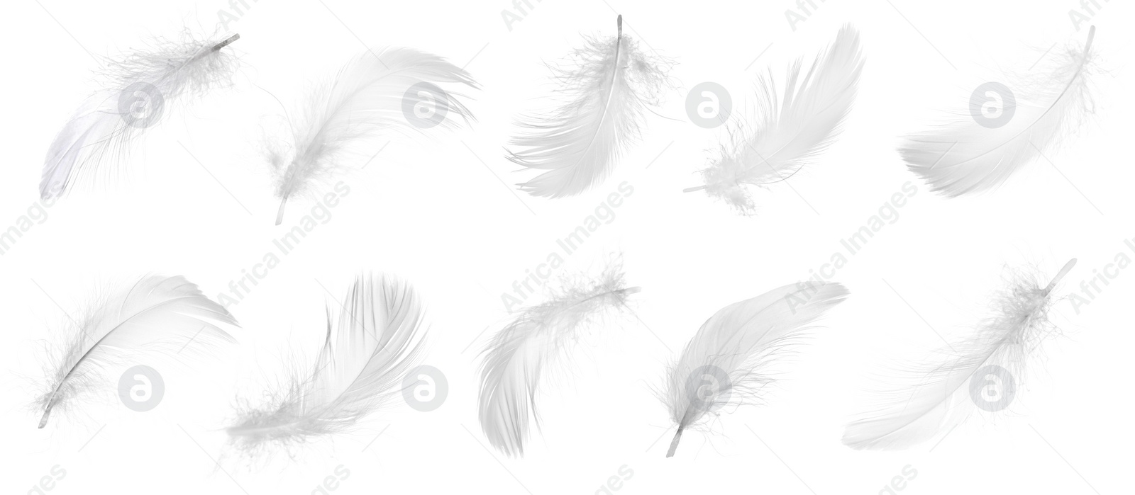 Image of Light feathers isolated on white, collection. Plumage