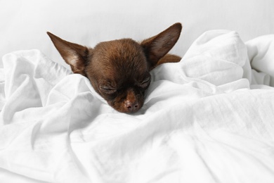Photo of Cute small Chihuahua dog sleeping in bed