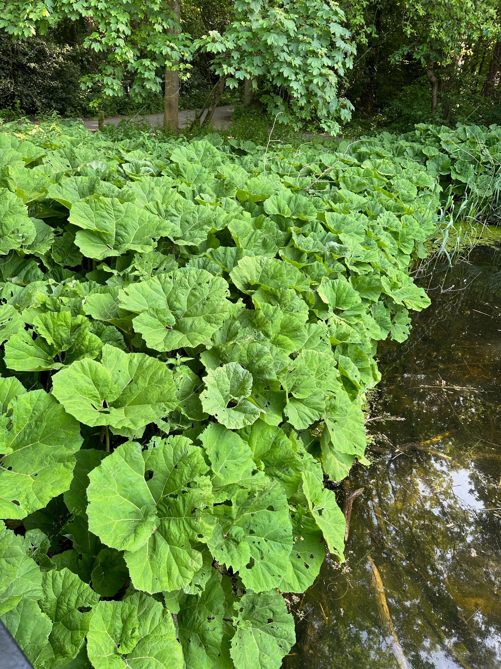 Photo of Butterbur plants with green leaves growing on riverside
