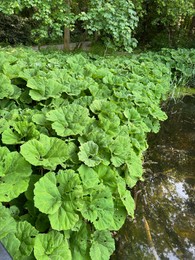 Butterbur plants with green leaves growing on riverside