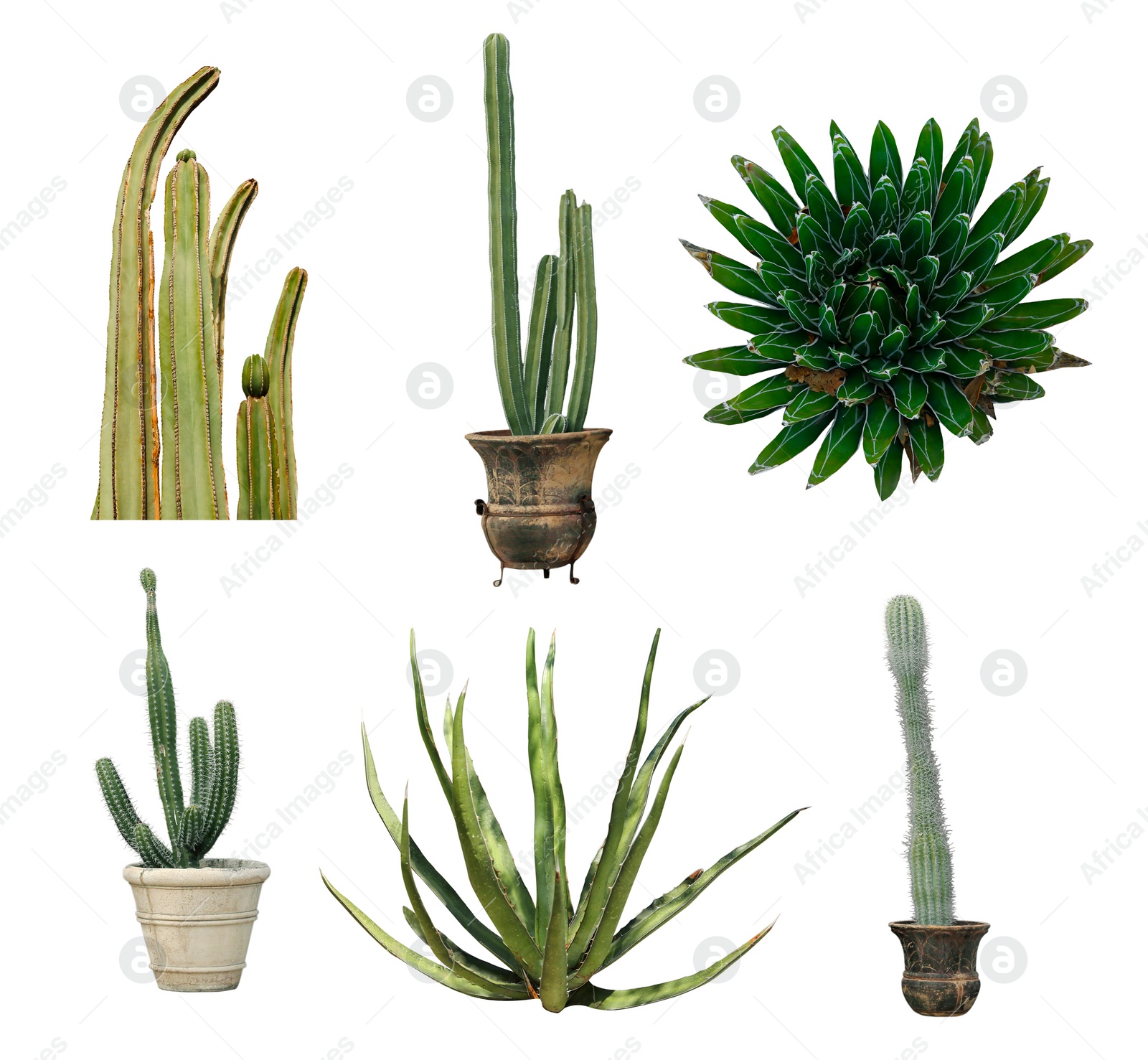 Image of Set with different beautiful cacti on white background