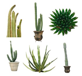 Image of Set with different beautiful cacti on white background