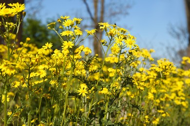 Photo of Beautiful yellow wildflowers growing in meadow on sunny day