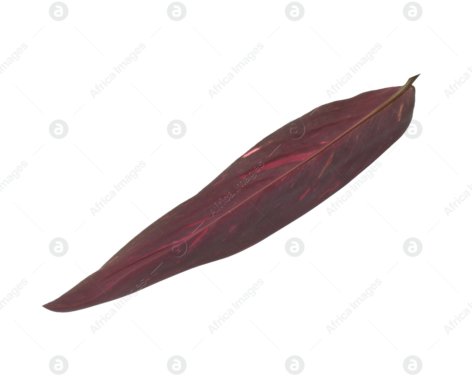 Photo of Leaf of tropical stromanthe plant isolated on white