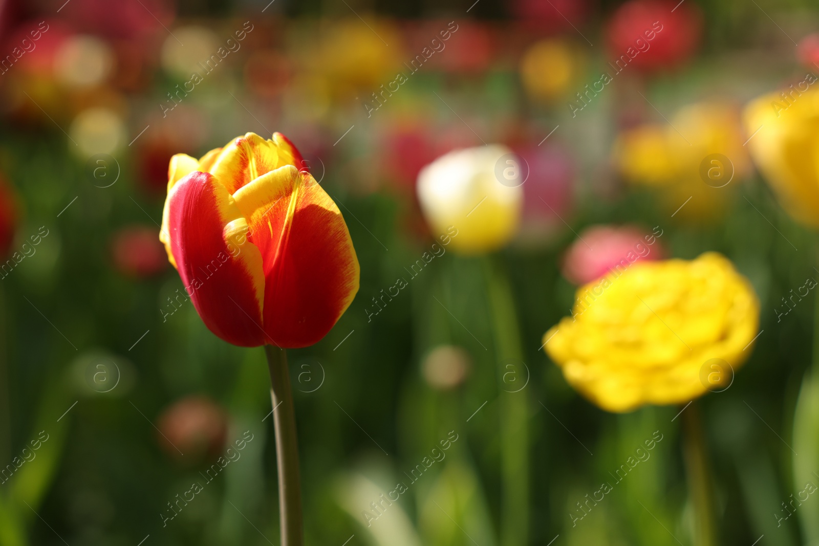 Photo of Beautiful bright tulip growing outdoors on sunny day, closeup. Space for text