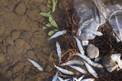 Photo of Dead fishes and trash in river, flat lay. Environmental pollution concept