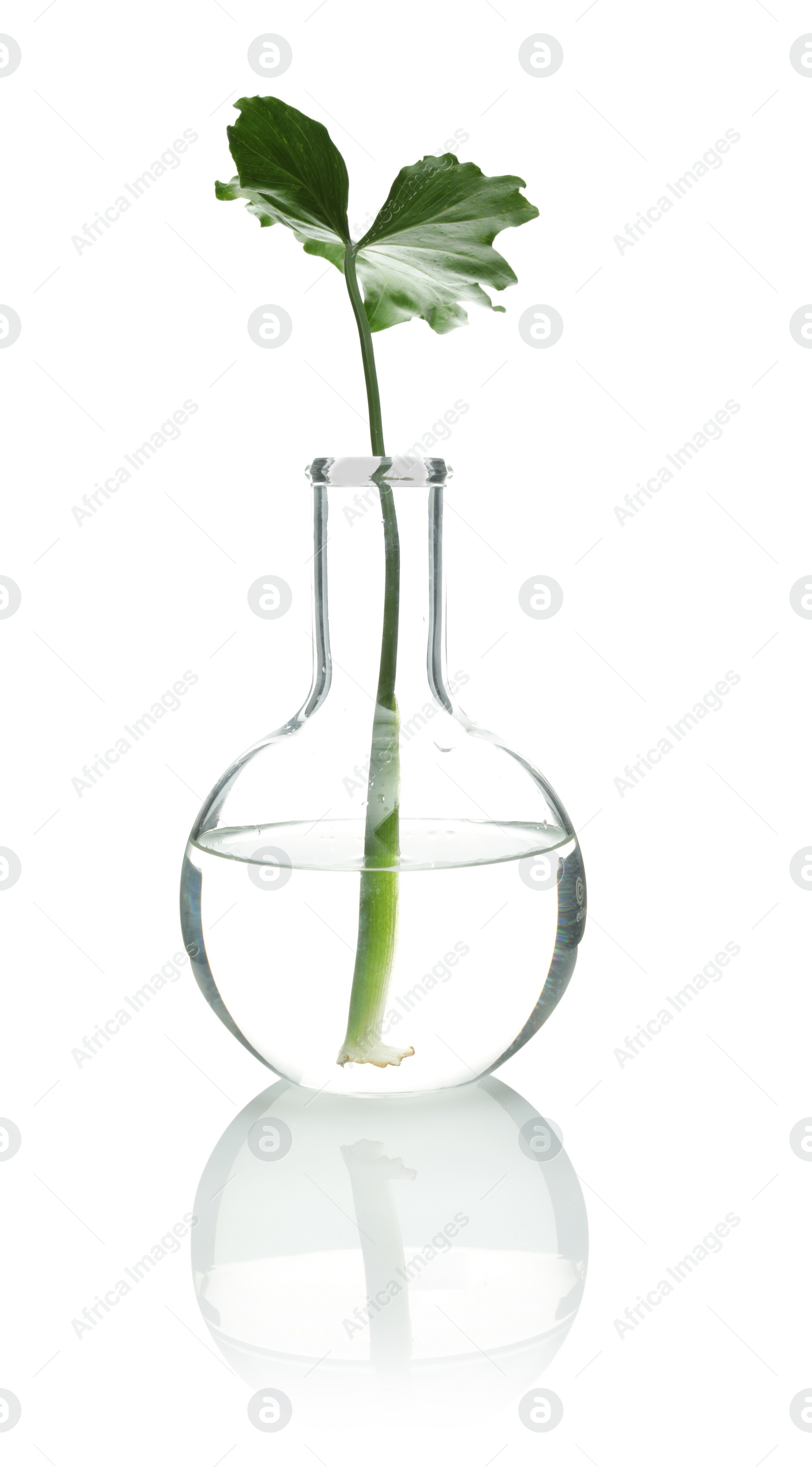 Photo of Flask with exotic plant isolated on white. Organic chemistry