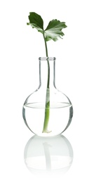 Flask with exotic plant isolated on white. Organic chemistry