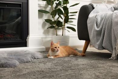 Cute ginger cat lying on grey carpet at home