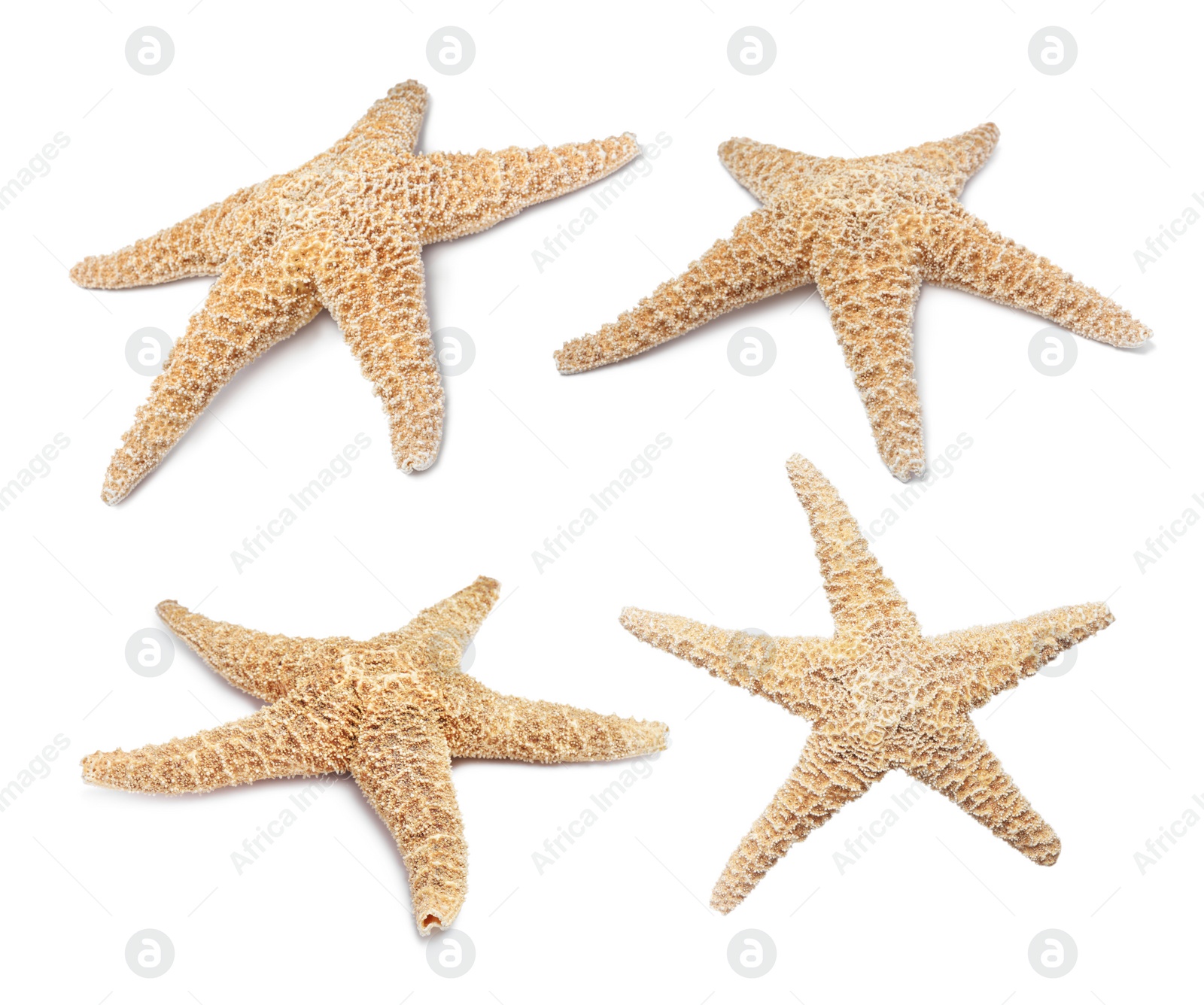 Image of Set with beautiful sea stars on white background