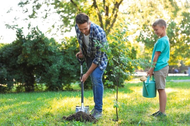 Dad and son planting tree in park on sunny day