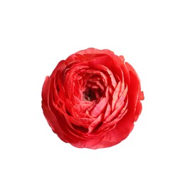 Photo of Beautiful fresh ranunculus flower on white background