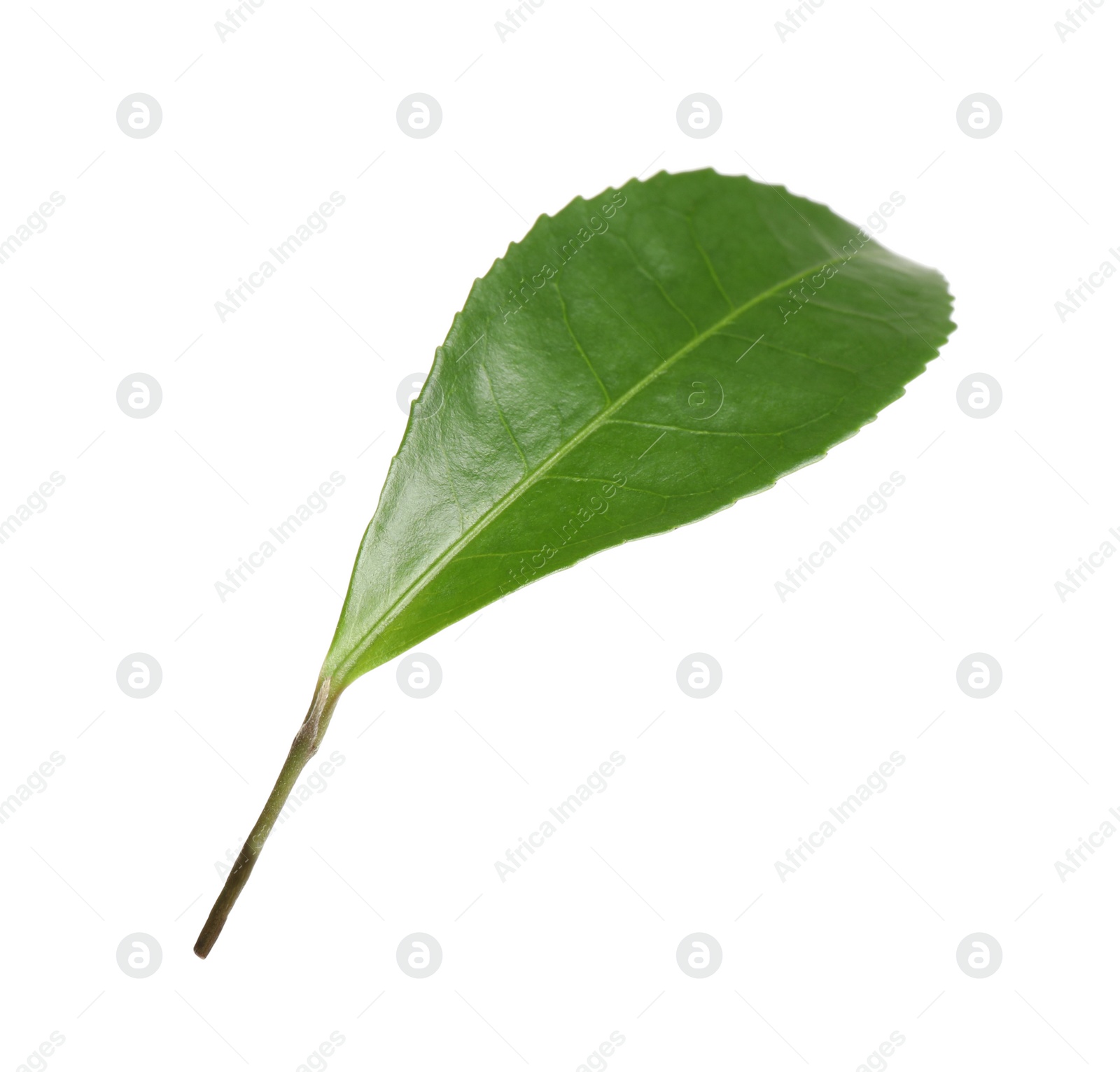 Photo of Green leaf of tea plant isolated on white