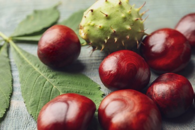 Photo of Many horse chestnuts and leaf on blue wooden table, closeup