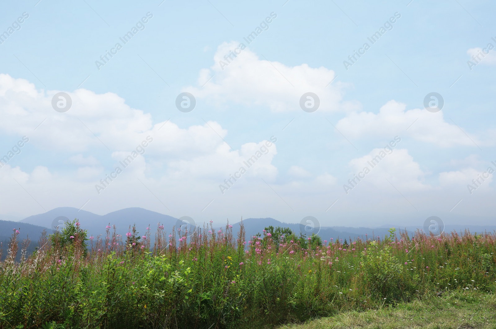 Photo of Picturesque landscape with mountain meadow