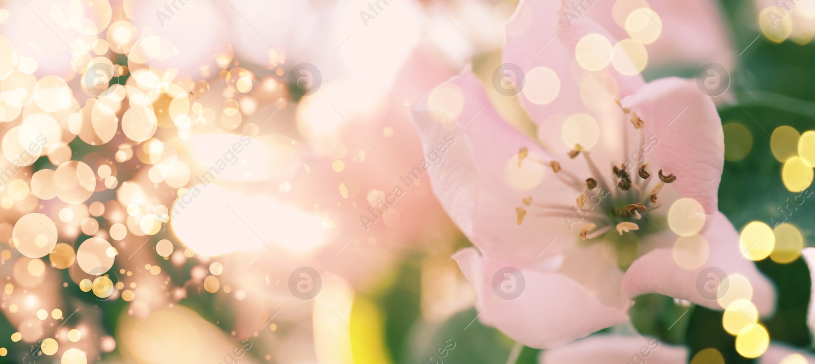 Image of Closeup view of beautiful blossoming quince tree outdoors on spring day, banner design