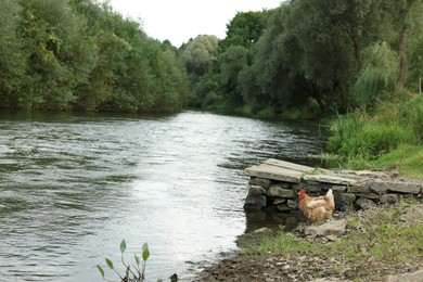 Photo of Chicken near river in countryside, space for text