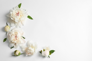 Beautiful blooming peony flowers on white background, top view