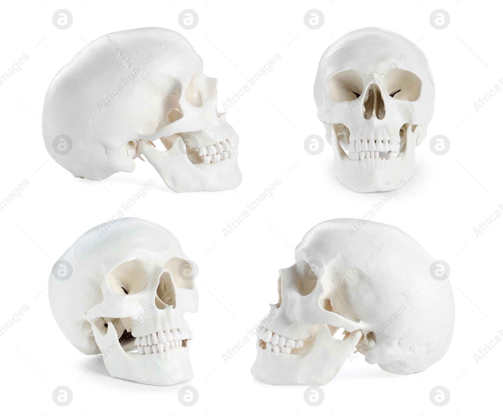 Image of Set with models of human skull on white background