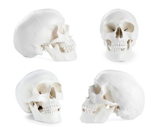 Set with models of human skull on white background