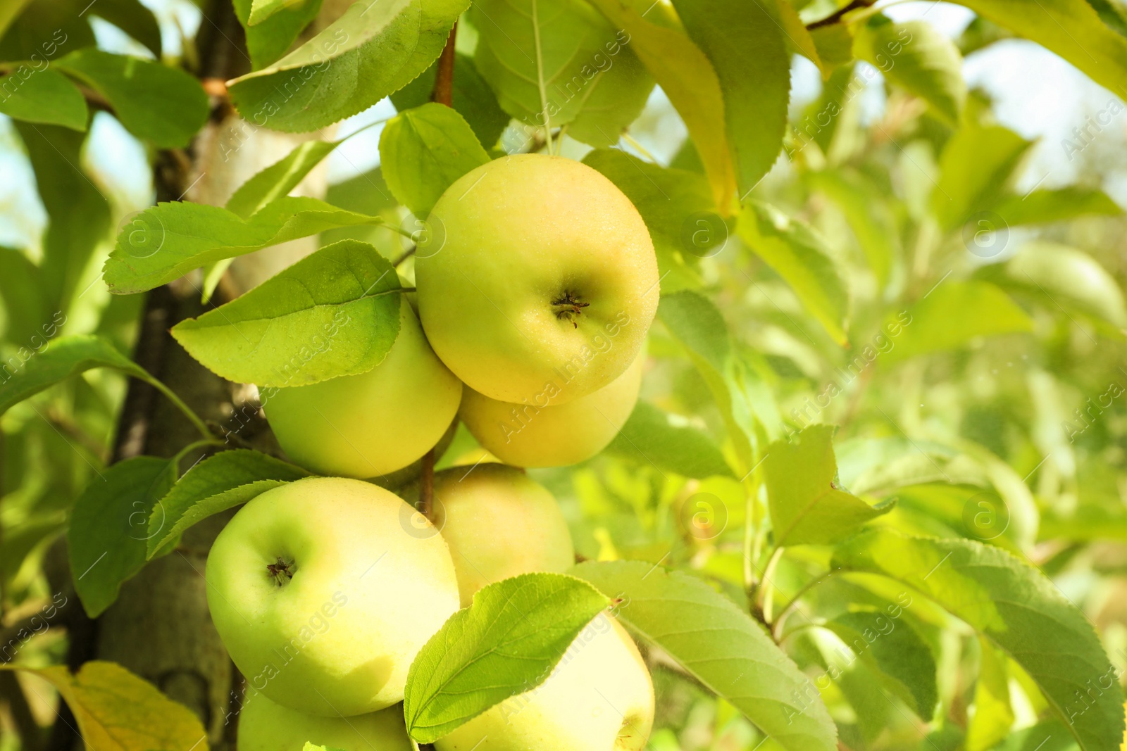 Photo of Tree branch with ripe apples outdoors on sunny day