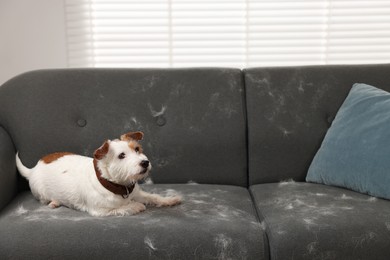 Photo of Cute dog lying on sofa with pet hair at home