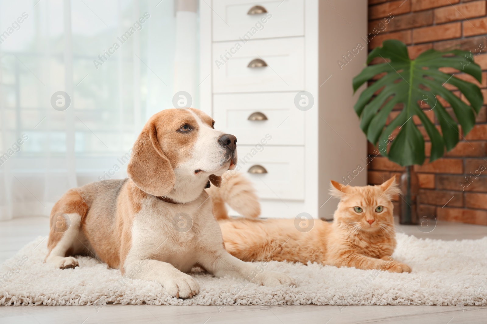 Photo of Adorable cat and dog lying on rug at home. Animal friendship