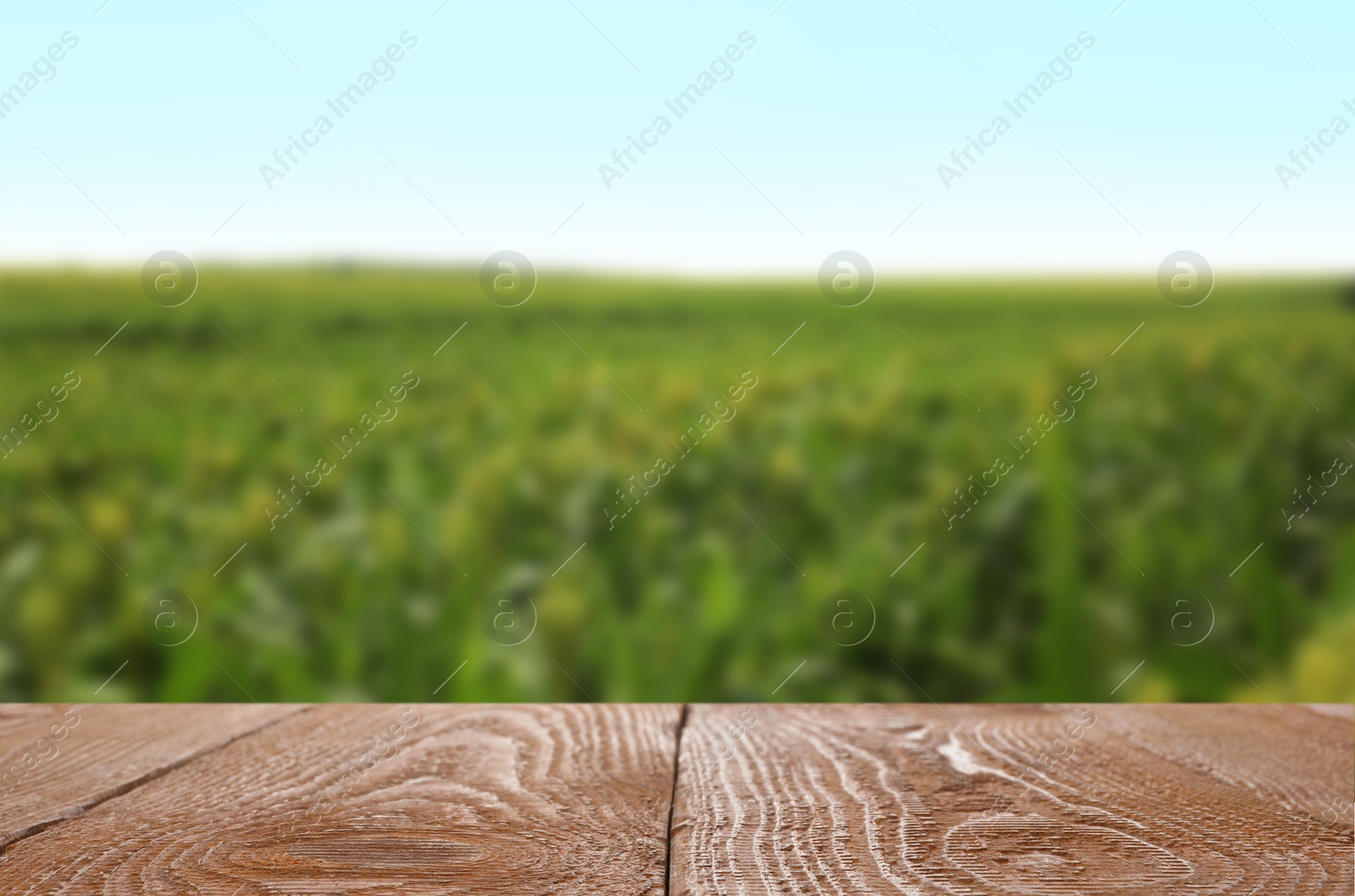 Image of Empty wooden surface in beautiful corn field. Space for text
