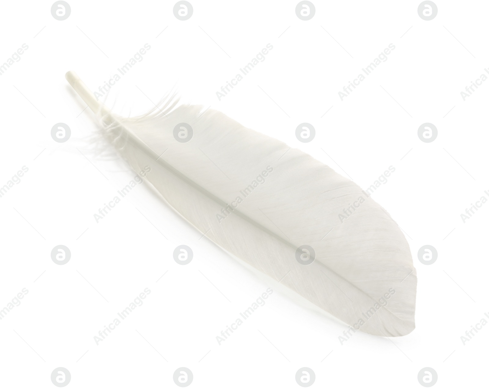 Photo of One fluffy beautiful feather isolated on white