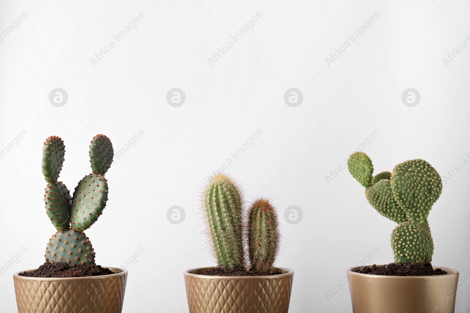 Photo of Different cacti in pots on white background