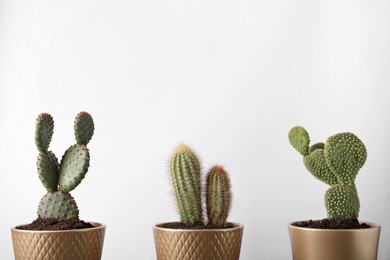 Different cacti in pots on white background