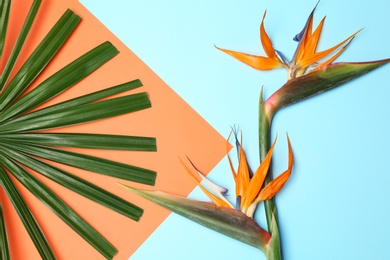 Photo of Creative flat lay composition with tropical leaf and strelitzia flowers on color background