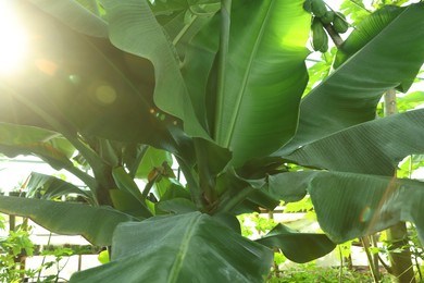 Photo of Banana tree with green leaves growing outdoors, closeup