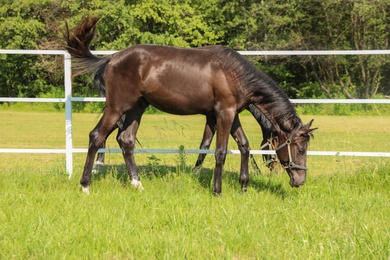 Photo of Dark bay horses in paddock on sunny day. Beautiful pets