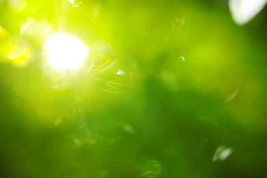 Photo of Abstract nature green background with sun rays