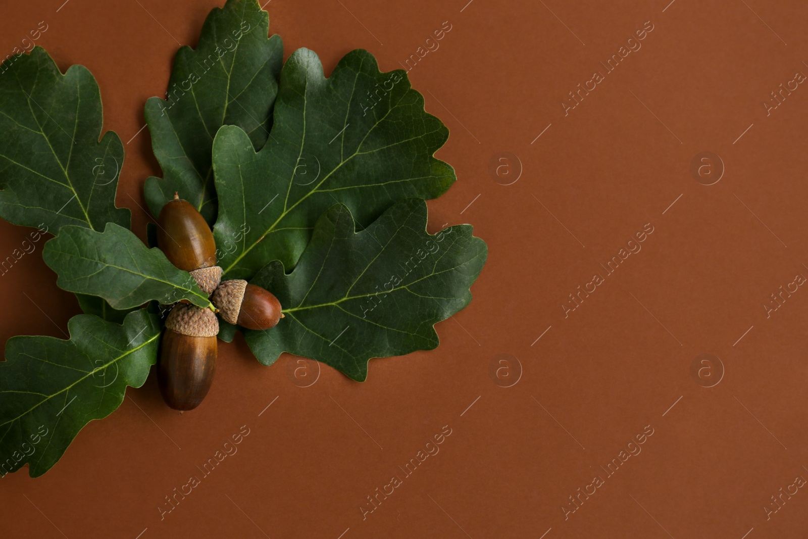 Photo of Acorns and green oak leaves on brown background, flat lay. Space for text