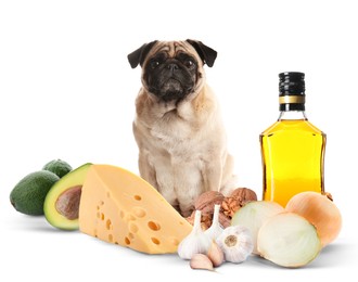 Image of Cute pug dog and group of different products toxic for puppy on white background