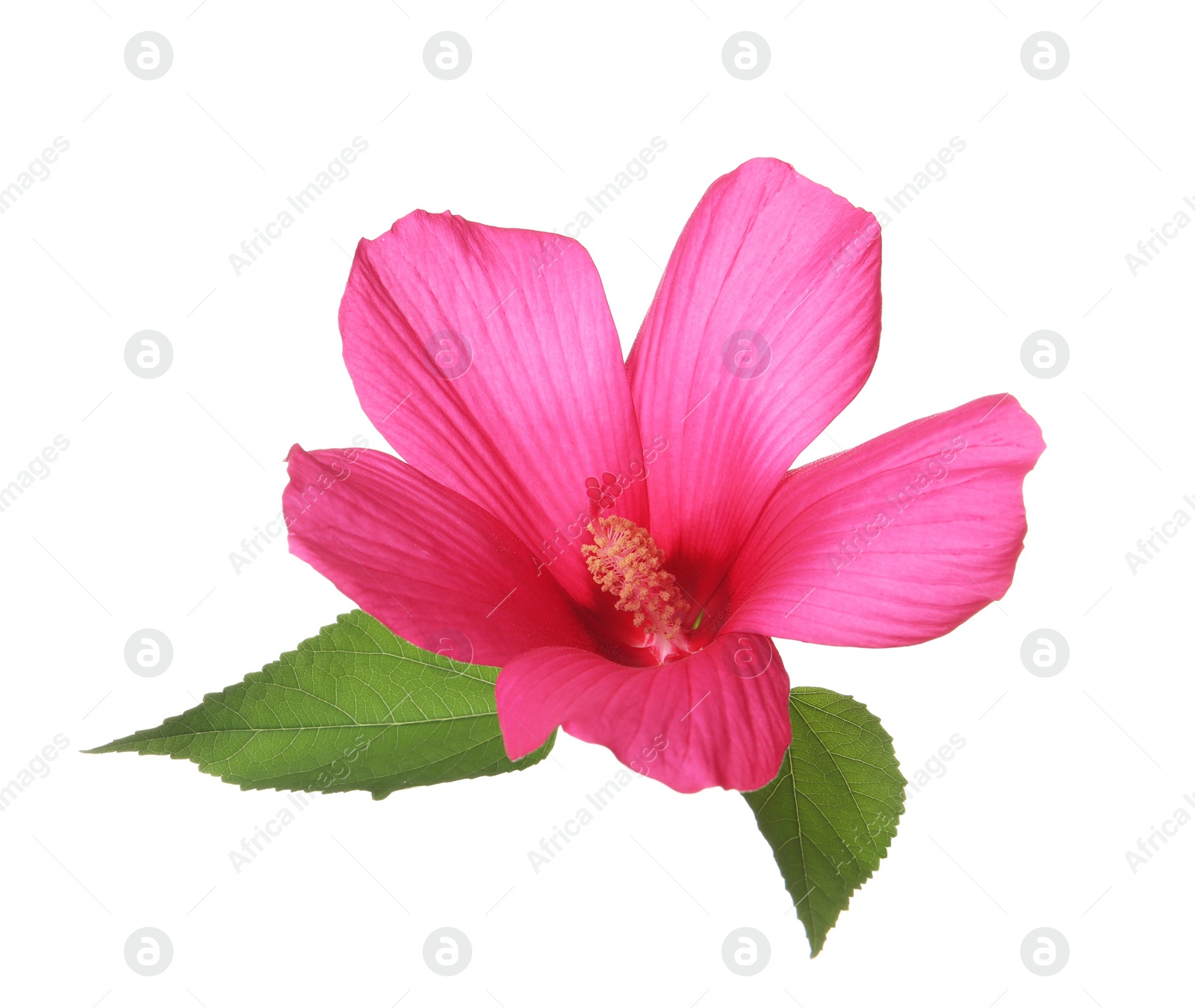 Photo of Beautiful tropical Hibiscus flower on white background