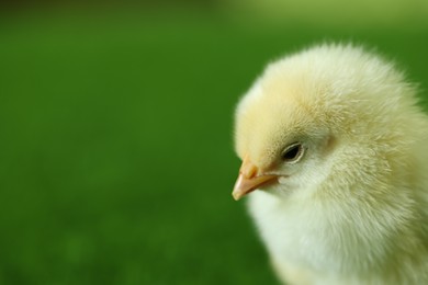 Photo of Cute chick on blurred background, closeup with space for text. Baby animal